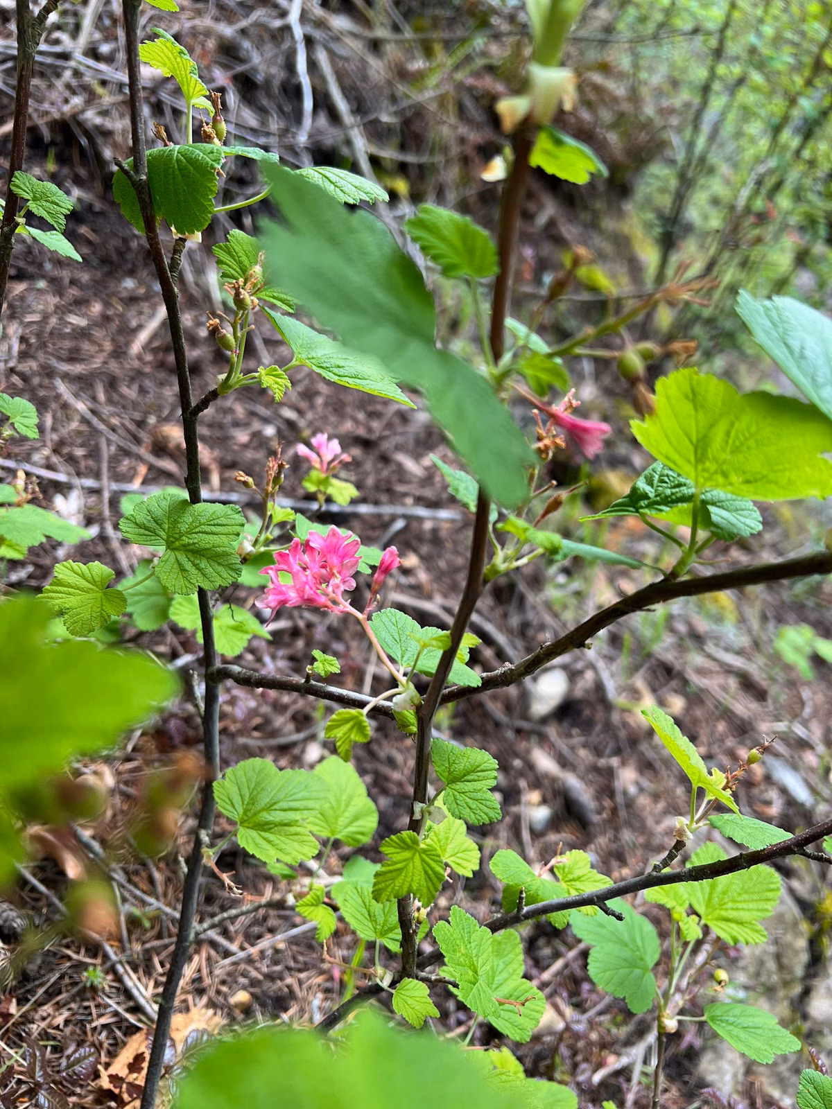 Red-flowering currant with pink flowers on a slope beside the Beacon Rock Trail